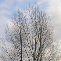 Tree image with embedded steganographic image